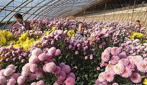 <b>河北万全：发展大棚花卉产业 助农脱贫增收</b>