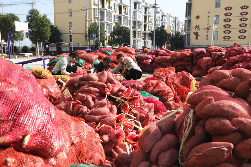 <b>安徽颍东：红薯丰产助增收</b>