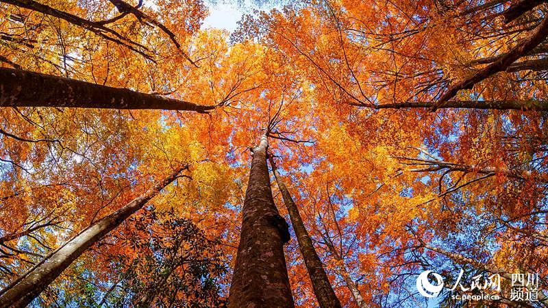 <b>四川最新红叶观赏指数发布 这些景区红叶正好</b>