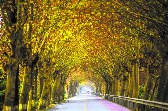 <b>蓉颜“金”彩</b>