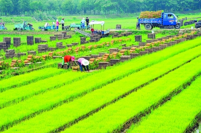 <b>这五年，南京农业强农村美农民富</b>