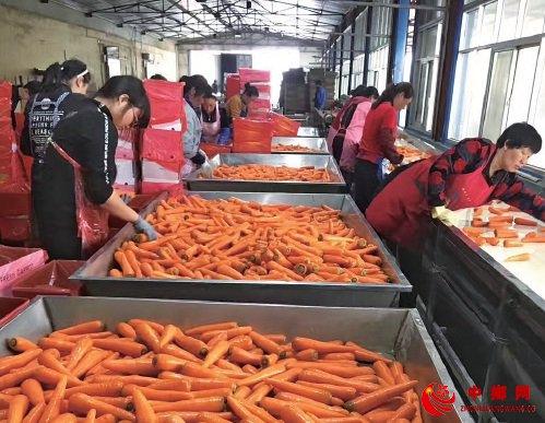 莱西胡萝卜产业“一个萝卜三个坑”