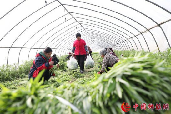 安徽：芦蒿飘香促增收