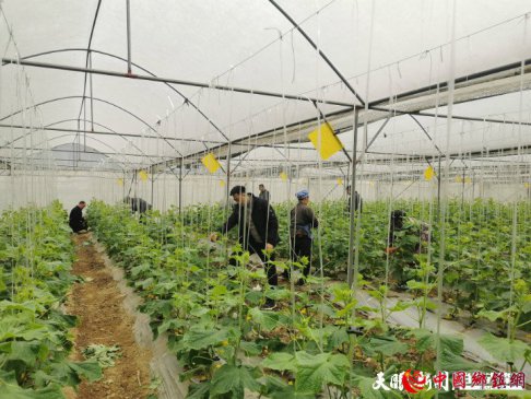 罗甸大力打造蔬菜产业助力乡村振兴