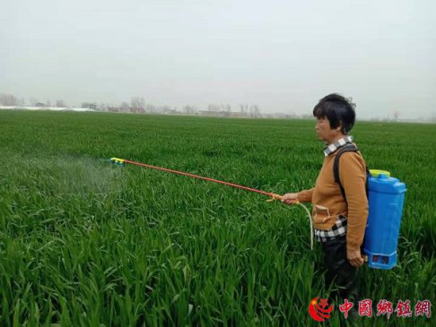 安徽阜阳颍东区枣庄镇抢抓时机做好小麦“一喷