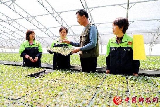 安徽颍东：农技人员传技到田