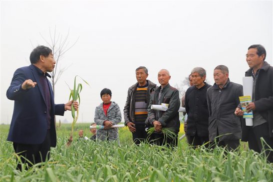 河南杞县：70万亩大蒜丰收在望