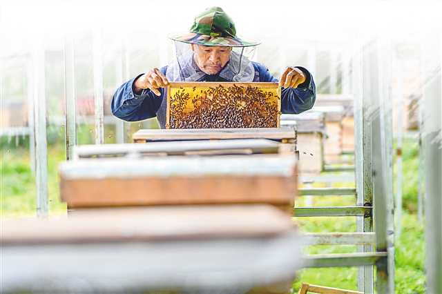 <b>重庆黔江胜地社区脱贫户王贞六：带领乡亲发展甜蜜事业</b>