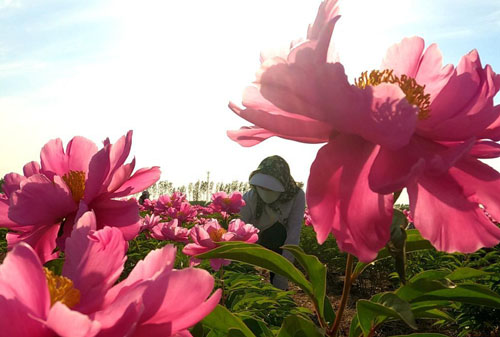 <b>花开致富路</b>