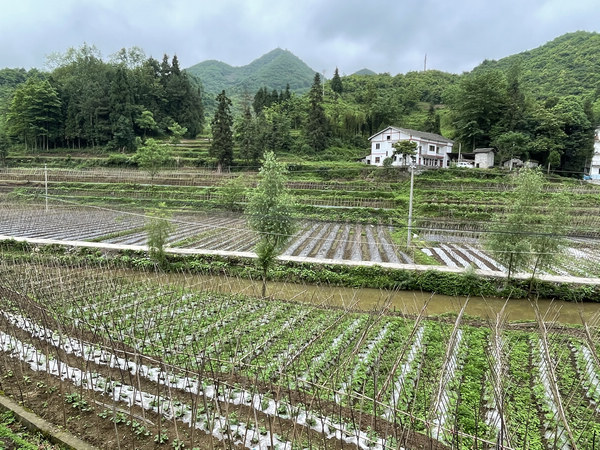 桐梓茅石镇：千亩蔬菜基地绘就乡村振兴美丽画