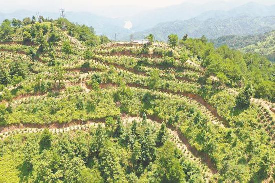 福建龙岩斜背茶：激活村民脚下的幸福路