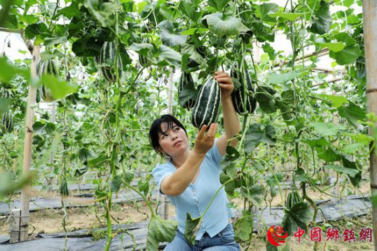 安徽阜阳：瓜菜产业助增收