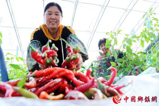 安徽阜阳：设施蔬菜助增收