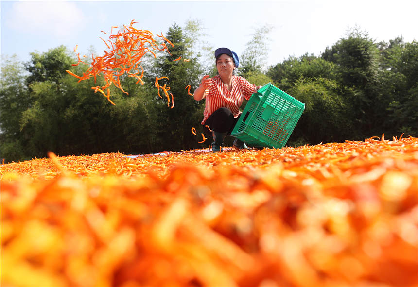 7月29日，湖南省衡阳市衡东县三樟镇富家村，当地村民在晾晒黄贡椒。曹正平摄