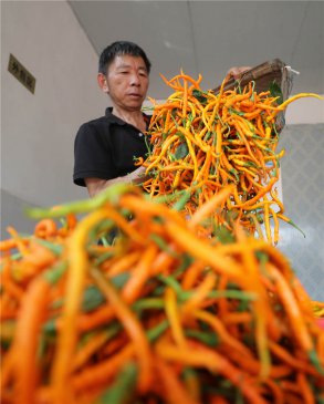 <b>湖南衡东：黄贡椒产业助民增收</b>