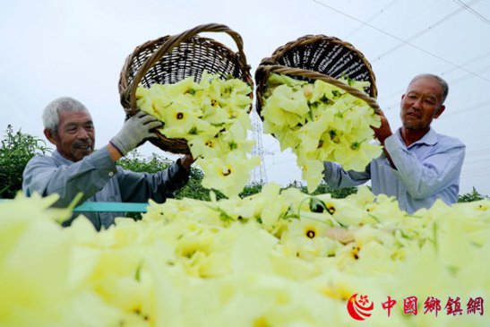 <b>黄蜀葵开出致富花</b>