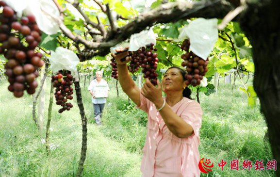<b>安徽颍东：小葡萄串起致富路</b>