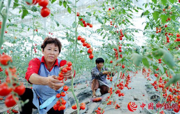 安徽颍东：设施蔬菜助农增收