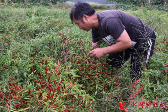 <b>种植小辣椒 农民鼓钱包</b>