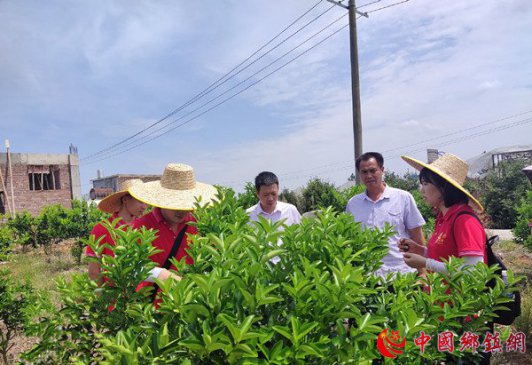 湖南省宁远县人才小分队助力乡村振兴
