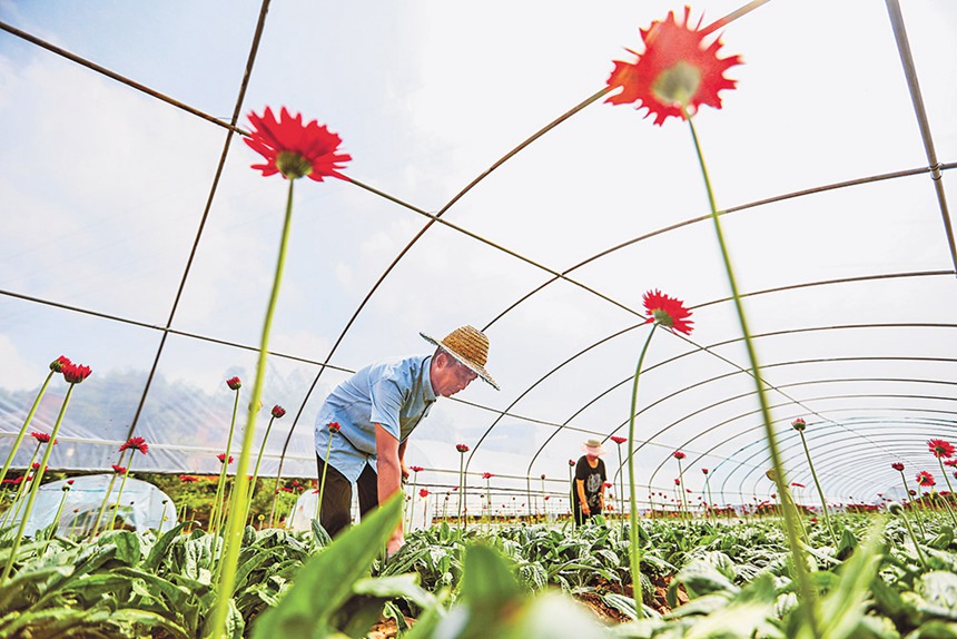 <b>花卉种植助推乡村振兴</b>