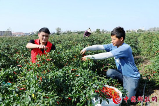 安徽颍东：辣椒丰收农户乐