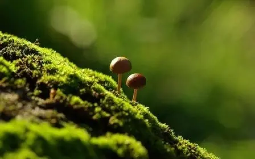 禁止收集家长职务信息该成为明规则