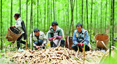 <b>竹笋富农家</b>