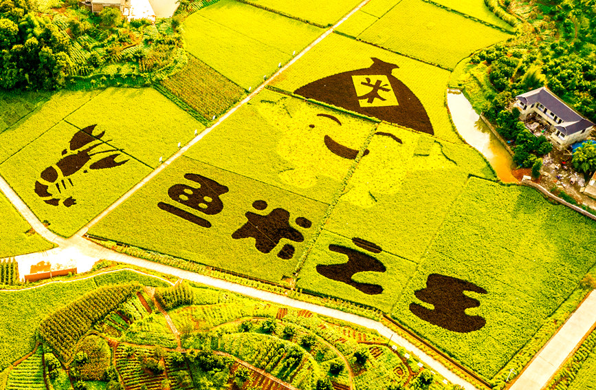 四川泸州：稻谷成画满粮仓 金秋十月好“丰”光