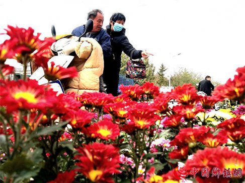 郯城：农民选购鲜花扮靓花样健康生活