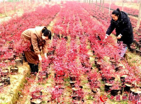 <b>火红南天竹铺就红火路</b>