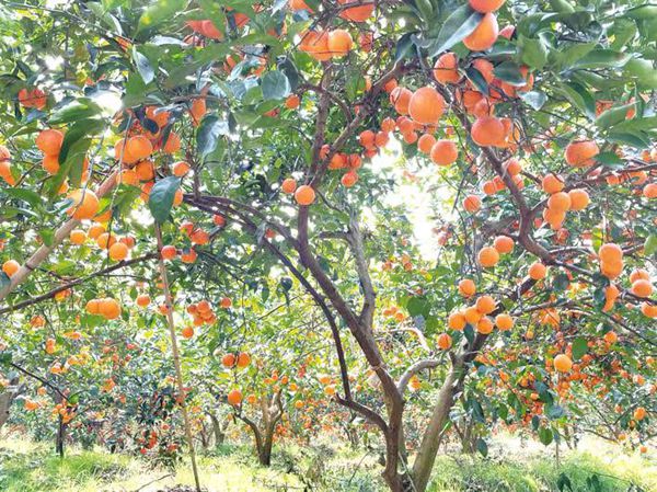 重庆万州：14万亩玫瑰香橙丰收