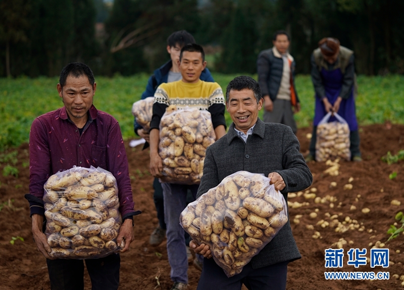 <b>用活秋冬闲置土地 自贡荣县3万多亩秋马铃薯获丰收</b>