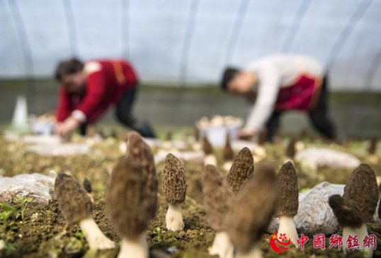 <b>贵州黔西：羊肚菌迎来丰收季</b>