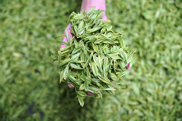 重庆黔江：一片茶叶富裕一方百姓