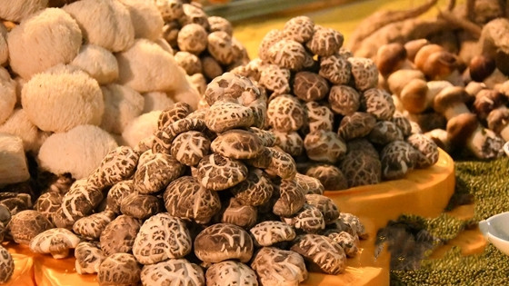 春风十里菌香浓——一朵香菇牵动世界味蕾