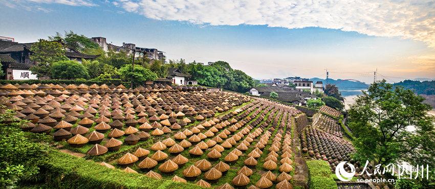 晨曦中的酱油天然晒露发酵场。李贵平摄