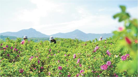 <b>山东沂南：大力发展高效农业 玫瑰铺就致富路</b>