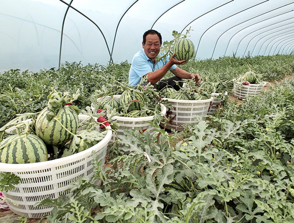 <b>“抱团”西瓜喜获丰收</b>