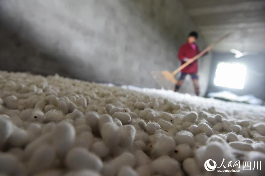 将蚕茧进行摊晾。黄正华摄