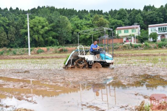 打好供水“提前量” 四川多地实现提前“关秧门