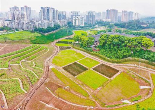 重庆首个城市田园试点项目预计10月投用