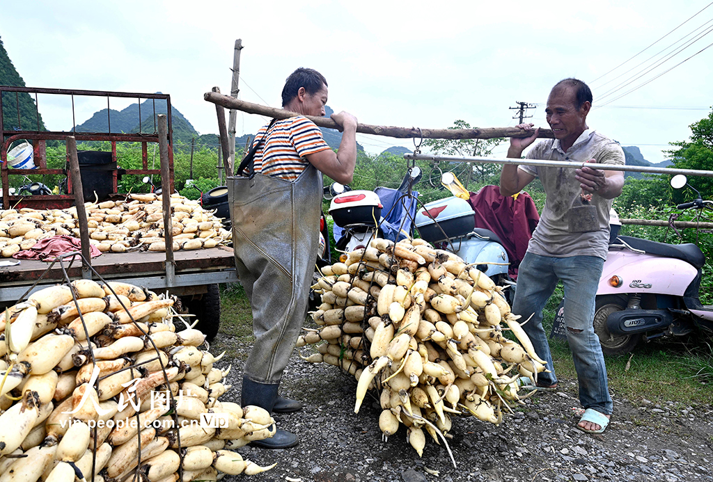 广西柳州：万亩春藕丰收上市【3】