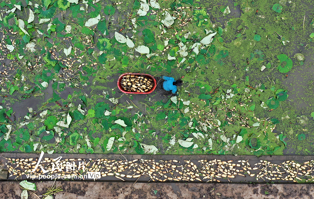 广西柳州：万亩春藕丰收上市【5】