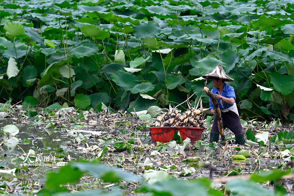 广西柳州：万亩春藕丰收上市【4】