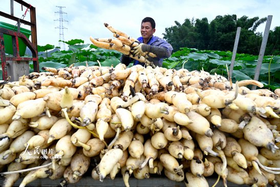 广西柳州：万亩春藕丰收上市
