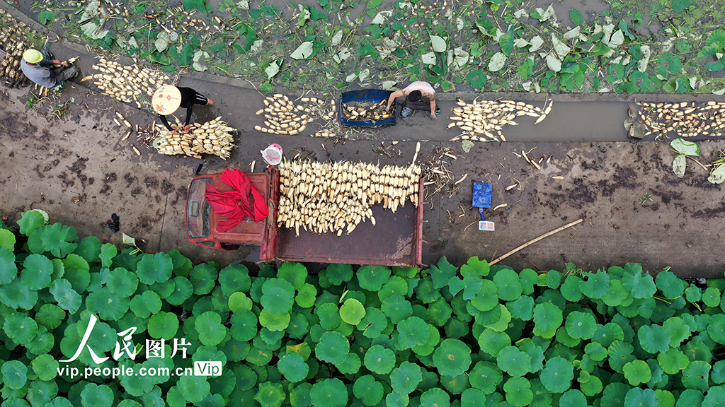 广西柳州：万亩春藕丰收上市【2】