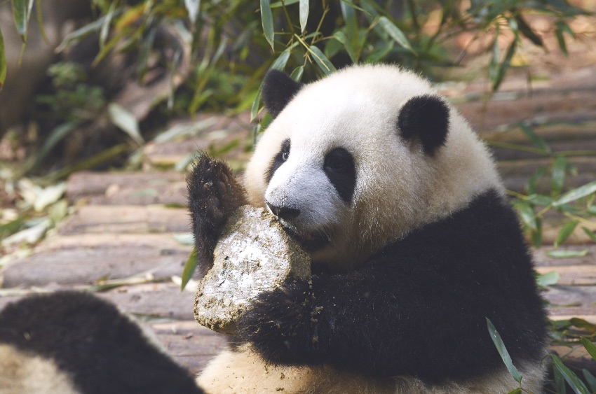 过生日的“和花” 。pandapia熊猫乌托邦供图