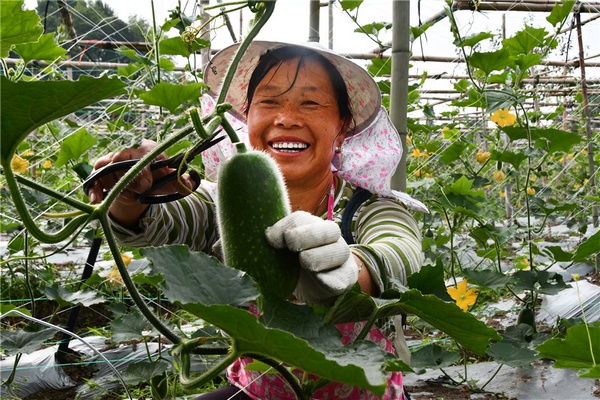 贵州织金：500余亩毛节瓜喜获丰收