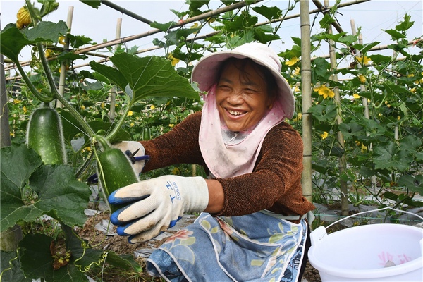 村民正在采摘毛节瓜。